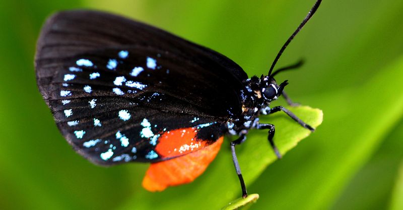 A Butterfly With Built-In Chemical Defense