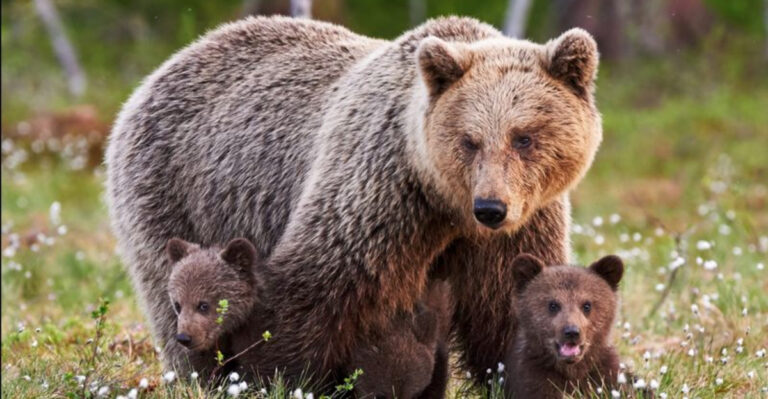 The Fight To Bring Grizzly Bears Back To Washington Isn’t Over Yet