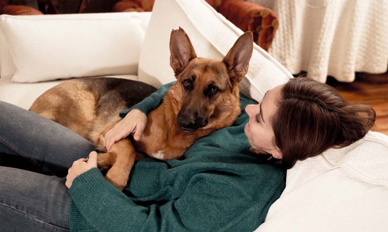 What To Expect During The First Month With Your New Dog