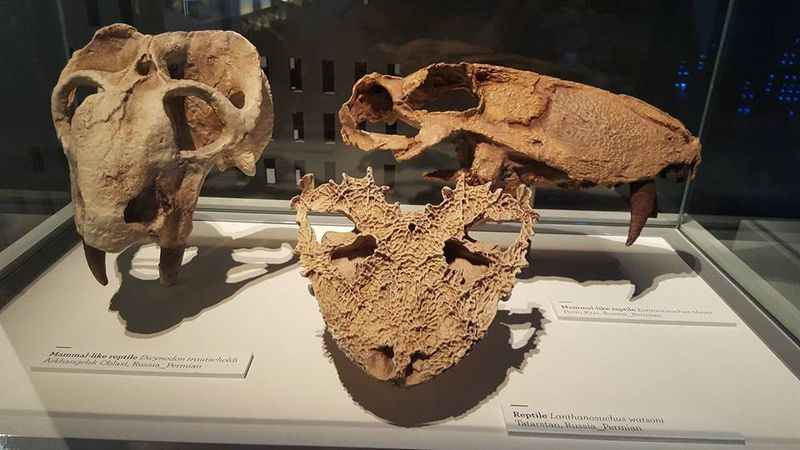 Skull Holes Reveal Our True Origins