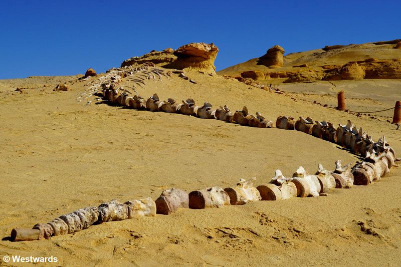 Provides Evidence That Early Whales Migrated From Africa