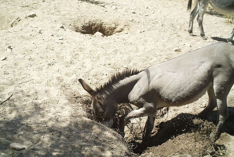Vital To Desert Ecosystems
