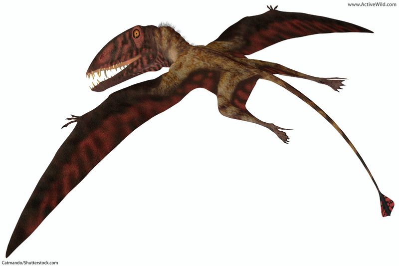 How The Pterosaur Coexisted With Other Early Vertebrates