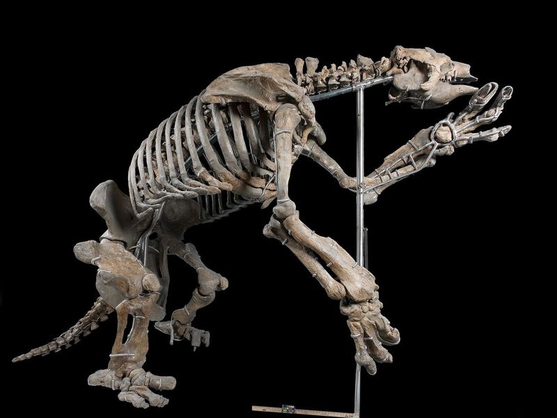 How Big Were The 8,000-Pound Sloths?