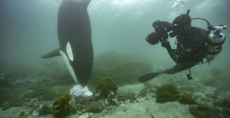 One Orca Offered A Seal Pup