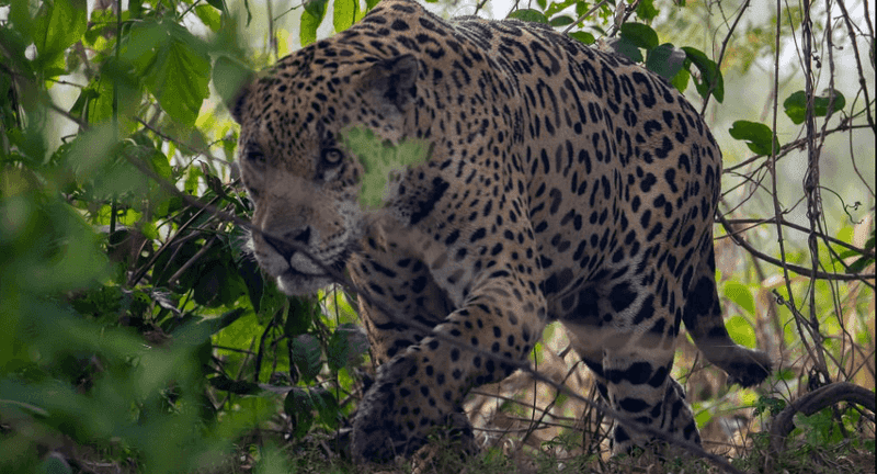 The Modern Rewilding Movement