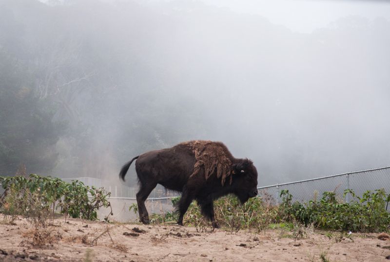 California's Lost Giants: The Forgotten Western Herds