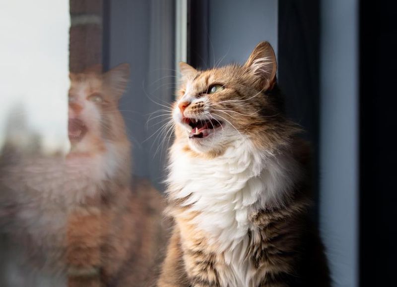 Vocalization Vocabulary
