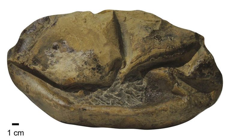 The Unusual Shell Structure