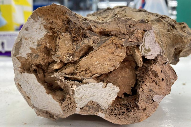 How Scientists Detected Preserved Blood Vessels In Fossilized Bone
