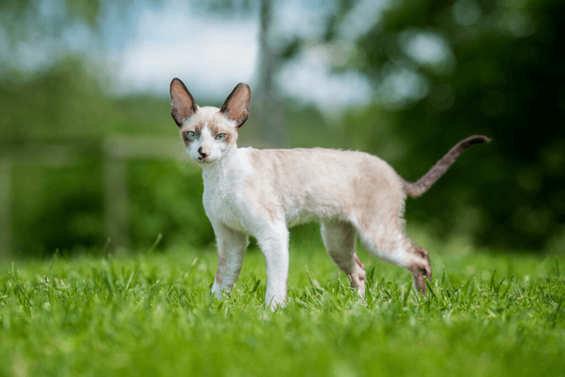 Curly-Coated Cornish Rex