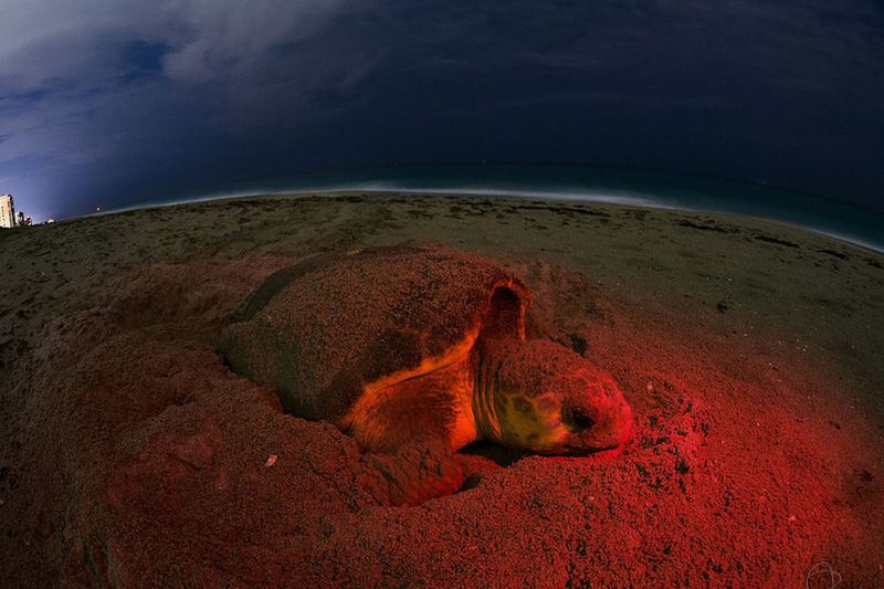 Best Time To Witness Sea Turtle Nesting And Hatching