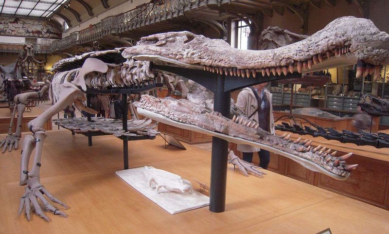 The Bus-Sized Croc