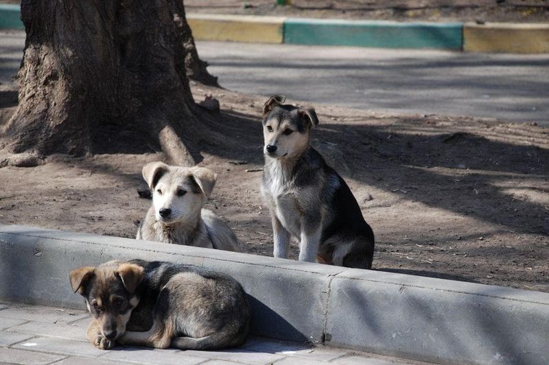The Street Dogs of Moscow – Urban Winter Warriors