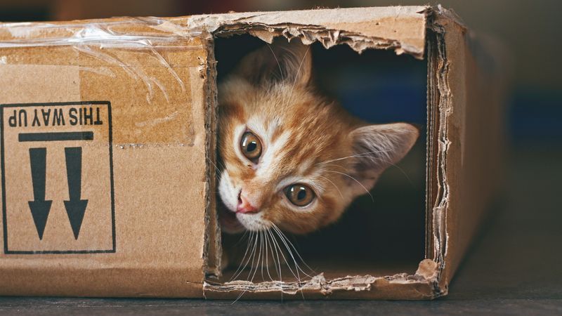 The Cardboard Hideaway