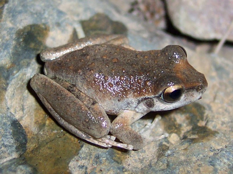 Booroolong Frogs Were Once Thought Extinct