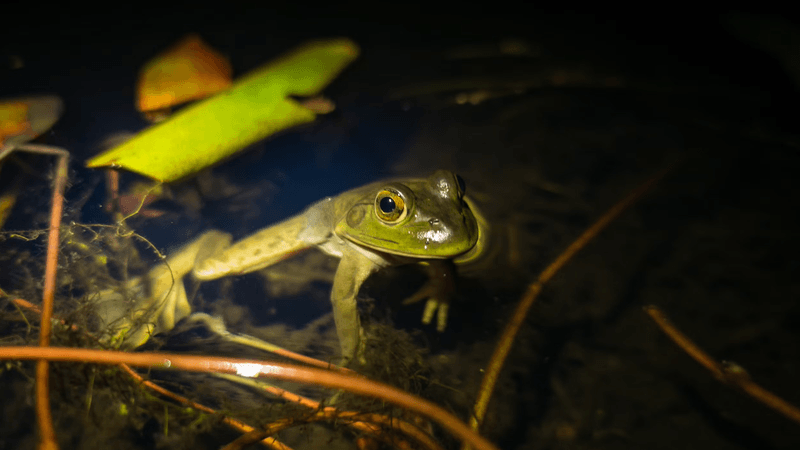 Bullfrogs Vs. Native Turtles