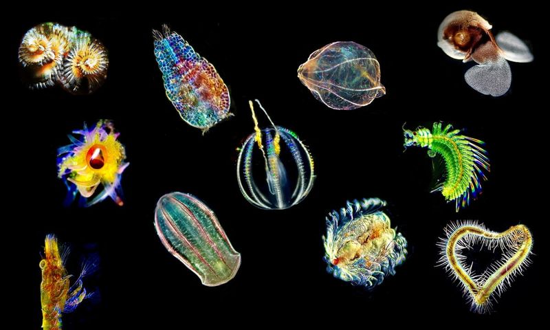 Addressing The Research Gap In Studying Smaller Marine Species
