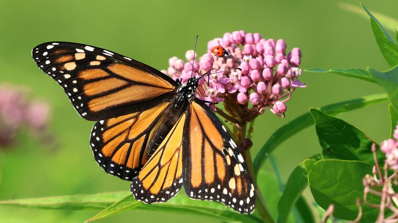 How You Can Help Monarch Butterflies