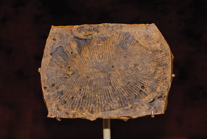 Early Theories And Confusion Around Dickinsonia's Classification