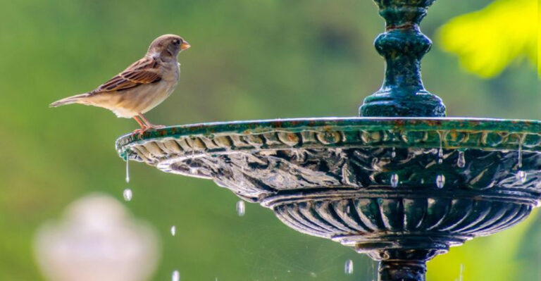 The Importance Of Elevating Birdbaths For Better Use