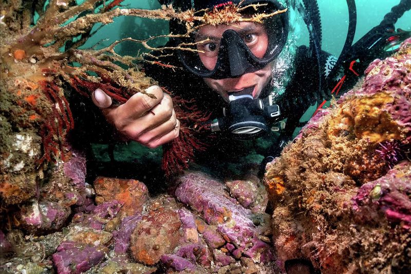 Why This Coral Was Missing For So Long