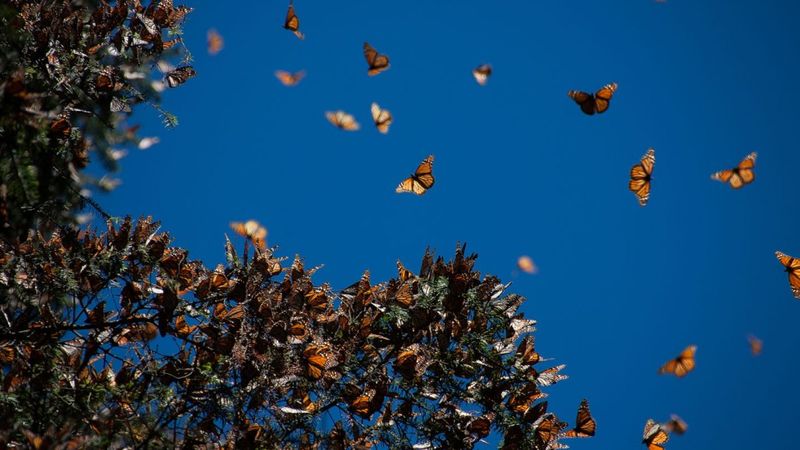 Why Do Monarchs Migrate?