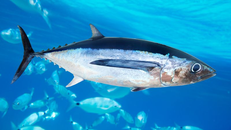 Future Applications Of Marine Life Databases For Ecosystem Preservation