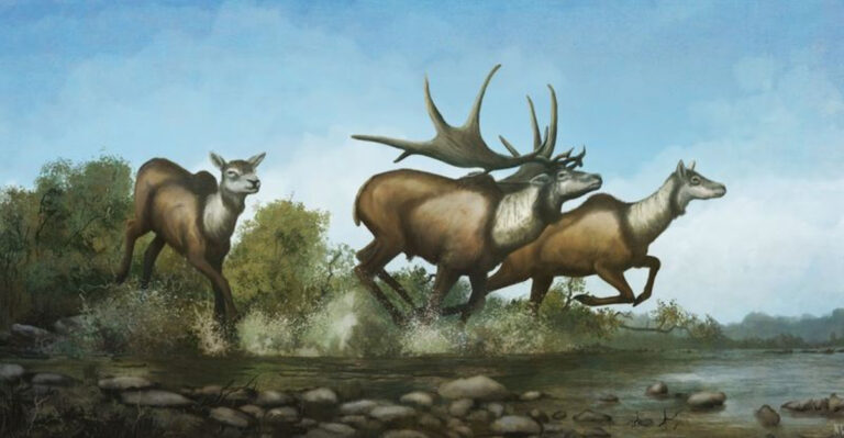 The Irish Elk’s Role In Shaping Prehistoric Ecosystems