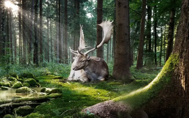 Forest Architects