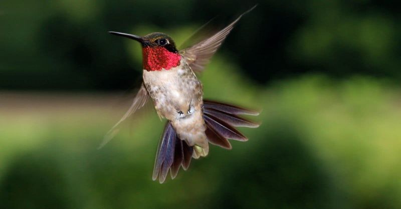 Hummingbird Species Found In Texas