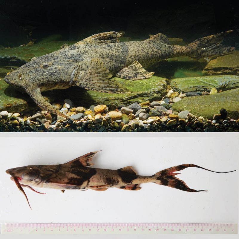 Why Scientists Took So Long To Name This River Predator