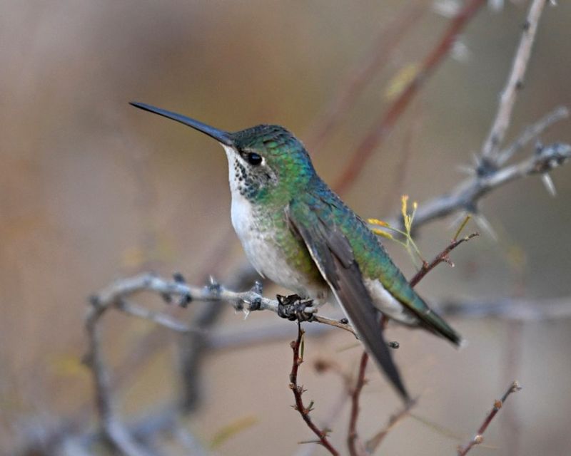 When To Expect Hummingbirds Back In Texas
