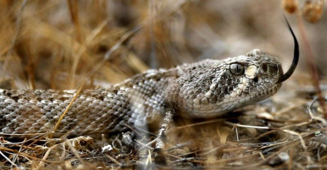 The Misunderstood Lives Of Rattlesnakes