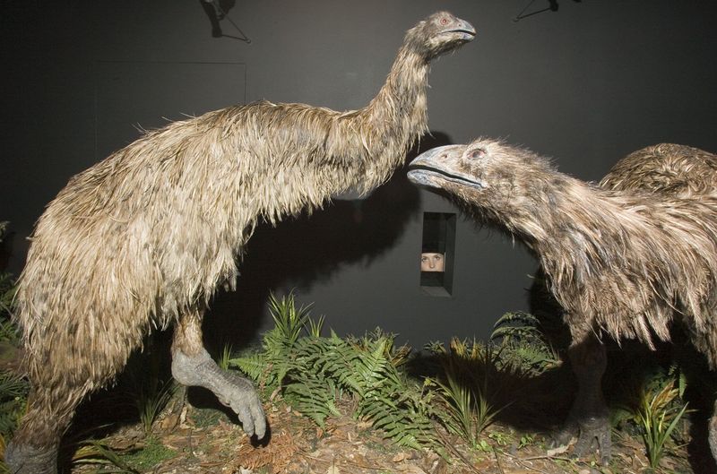 From Fossil To Future How The Moa Could Roam Again