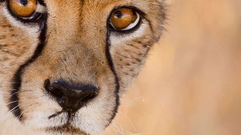 African Conservation Crisis