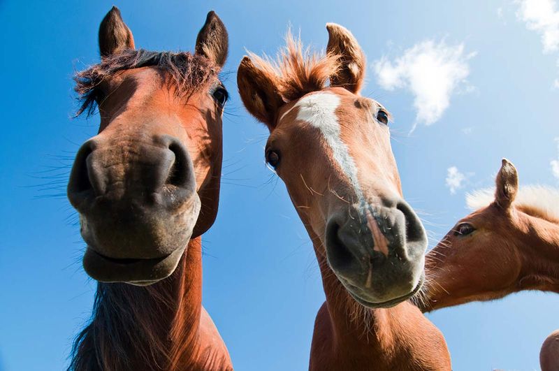 How Horses Use Body Language To Communicate