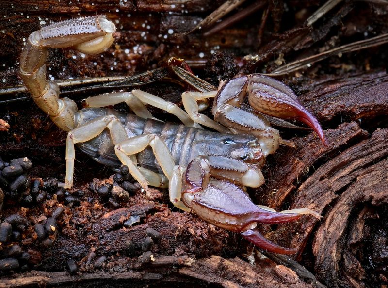 Are Scorpions Native To Oregon's Ecosystems?