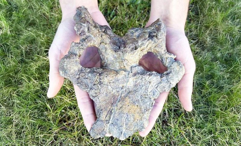 Skull Found In Northeastern Spain