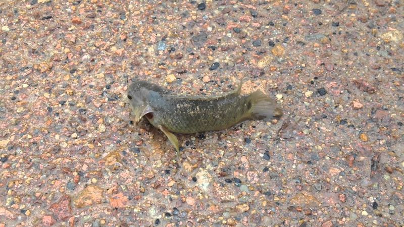 Climbing Perch Can Cross Roads