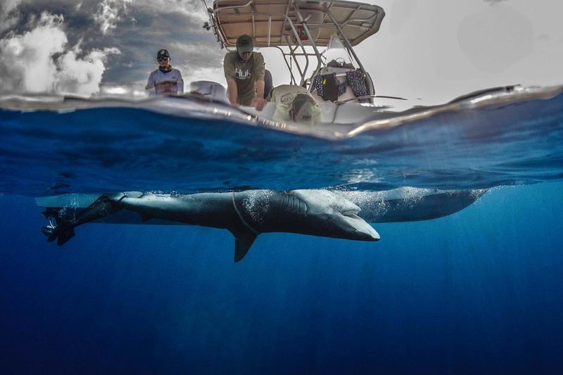 Do Sharks Really Enter A Paralysis-Like State When Flipped?