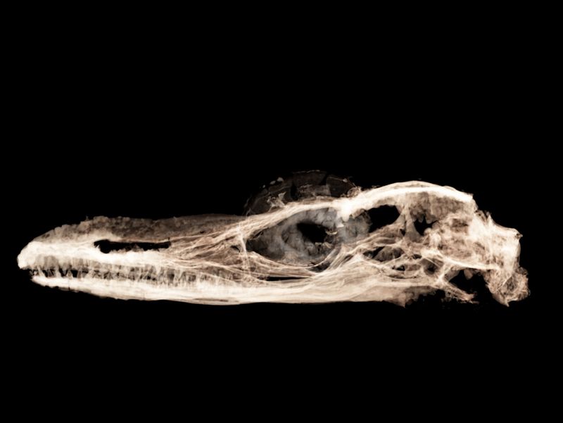 How A Tiny Skull Challenged Dinosaur Evolution Theories