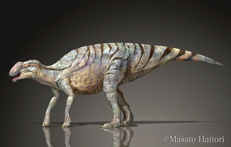 How Big Was Rhinorex?
