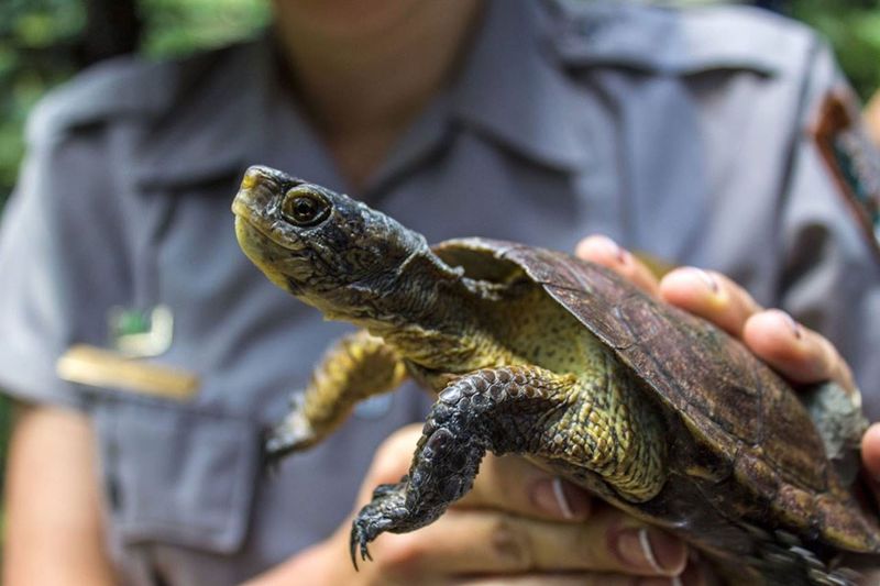 High-Tech Shell Tracking