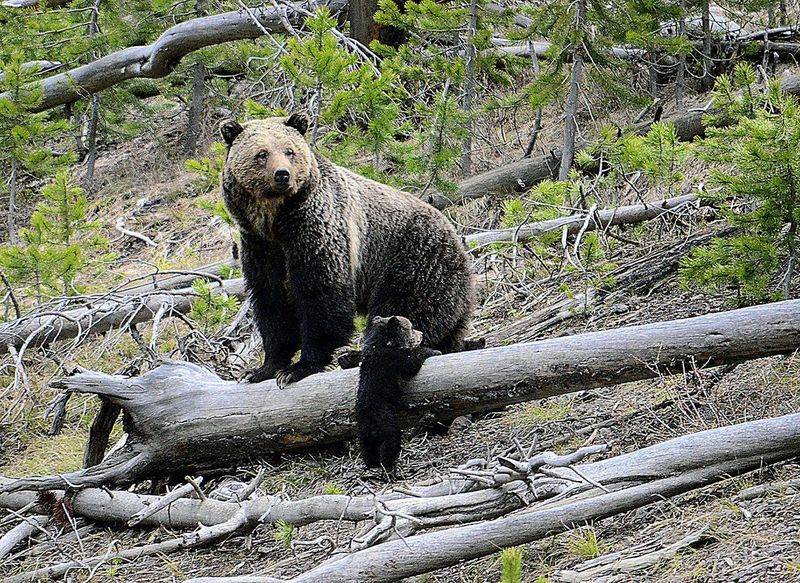 Reintroduction Plans Were Paused In 2020