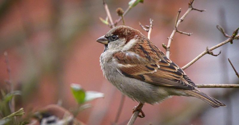 House Sparrow's Urban Adaptability