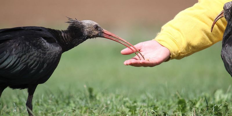 Why Saving One Bird Species Can Help Entire Ecosystems Thrive