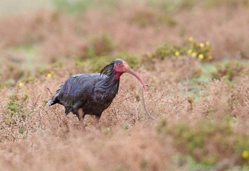 Once Sacred Now Endangered: The Rise And Fall Of A Unique Bird