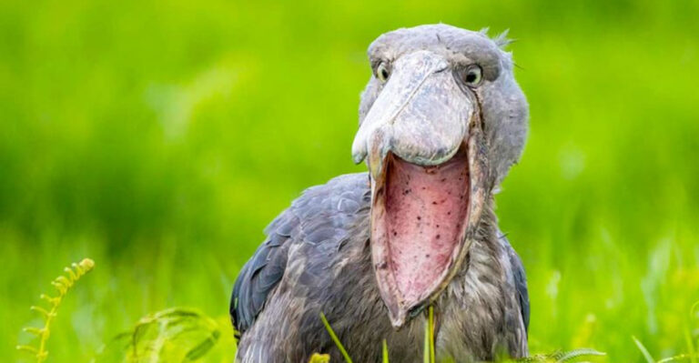 The Oldest Bird Species Still Thriving In The World Today