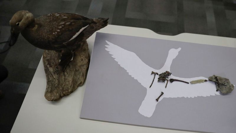 Fossil Discovery